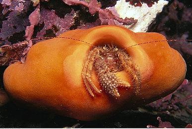 《马力欧激战前锋：战斗联赛》新广告 展示网战功能